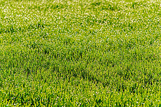 草坪草地