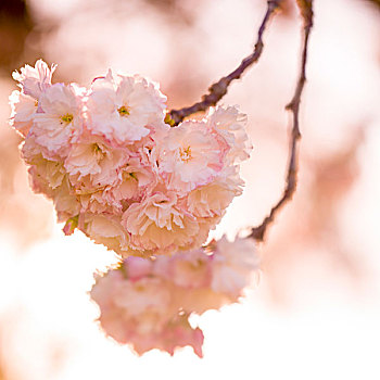 樱桃树