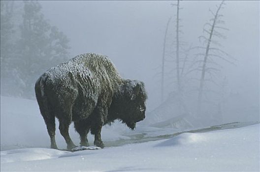 美洲野牛,野牛,下雪,黄石国家公园,怀俄明