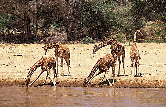 网纹长颈鹿,长颈鹿,群,喝,河,肯尼亚