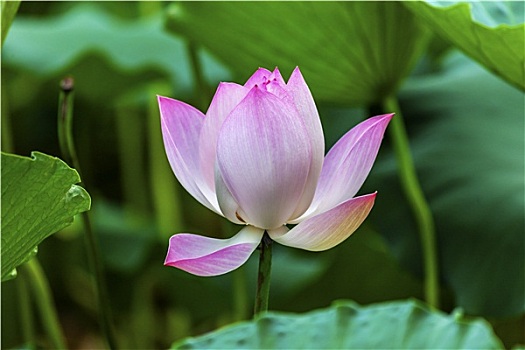 粉色,荷花,特写,北京,中国