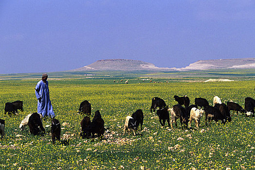 摩洛哥,靠近,玛拉喀什,男人,放牧,山羊