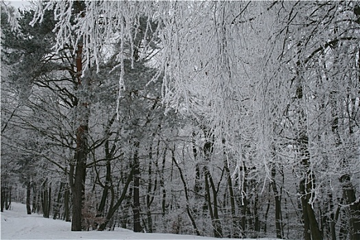 森林,冬天