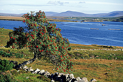 花楸树,靠近,阿基尔岛,爱尔兰