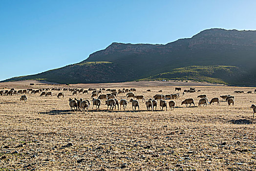 南非,绵羊,漫游,牧群
