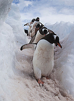 巴布亚企鹅,破旧,道路,雪,海洋,南极