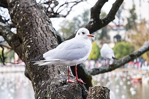 冬季昆明翠湖公园红嘴海鸥