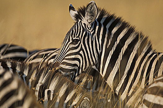 非洲,肯尼亚,马塞马拉野生动物保护区,平原斑马,牧群,斑马,高草,热带草原,塞伦盖蒂,迁徙