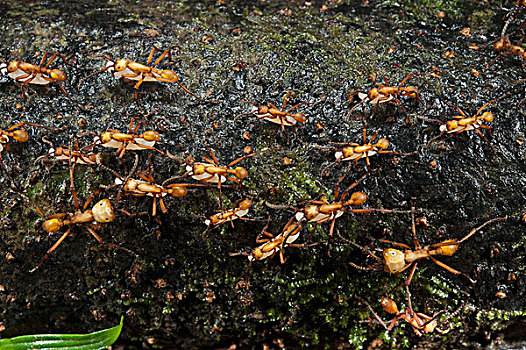 行军蚁,群,国家公园,亚马逊雨林,厄瓜多尔