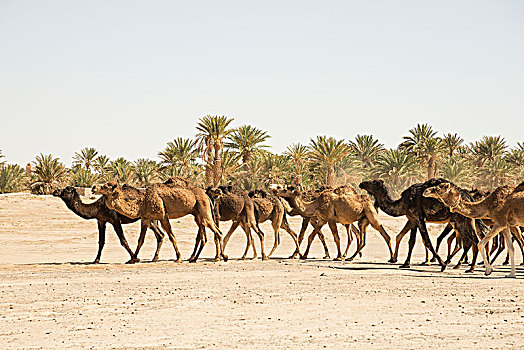 骆驼,撒哈拉沙漠,靠近,梅如卡,摩洛哥