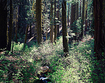 加利福尼亚,内华达山脉,优胜美地国家公园,小溪,流动,成熟林,树林,大幅,尺寸