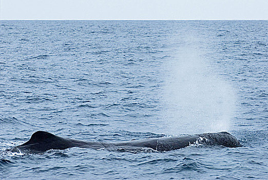抹香鲸,靠近,南岛,新西兰