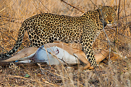 豹,抓住,国家公园,赞比亚