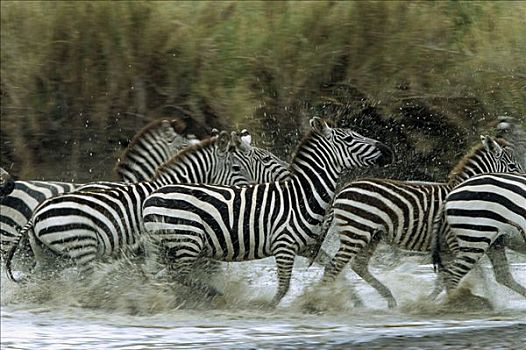 白氏斑马,斑马,牧群,水,塞伦盖蒂国家公园,坦桑尼亚,非洲