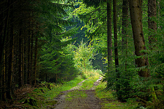 通过森林路,上普法尔茨,巴伐利亚,德国
