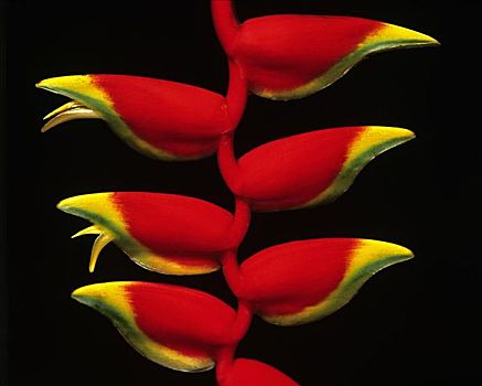 夏威夷,特写,红色,虾螯,海里康属植物,绿色