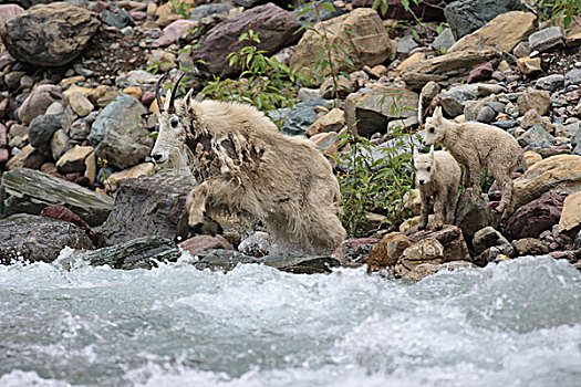 石山羊,雪羊,母亲,溪流,冰川国家公园,蒙大拿,次序