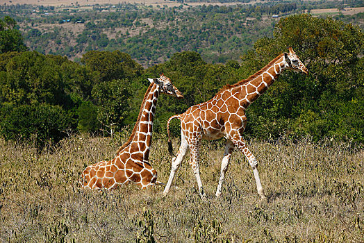 网纹长颈鹿,长颈鹿,大草原,区域,肯尼亚,非洲