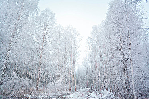 树林,俄罗斯