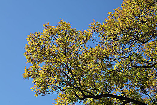 蓝天下的黄叶树干