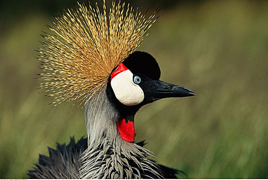 肖像,冠鹤,塞伦盖蒂国家公园,坦桑尼亚