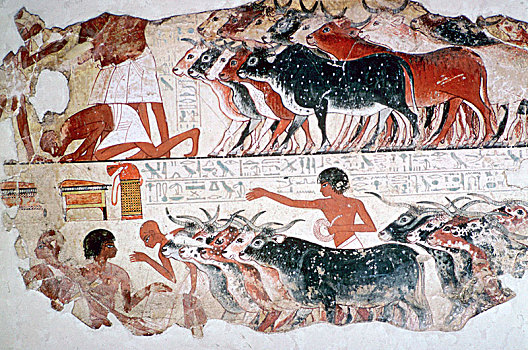 埃及人,壁画,察看,牛,艺术家,未知