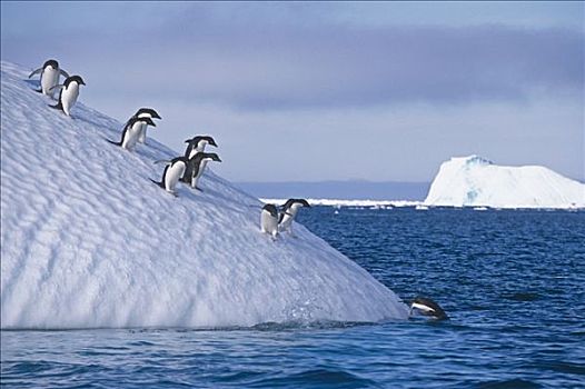 阿德利企鹅,走,斜坡,冰山,跃起,海洋,南极,夏天