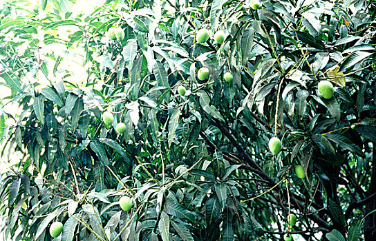 芒果,季节,水果,孟加拉