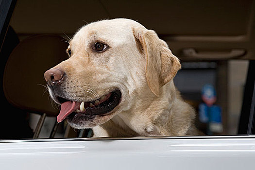 金色,拉布拉多犬,打开,车窗