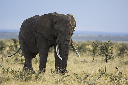 雄性动物,非洲象,马赛马拉,肯尼亚,非洲