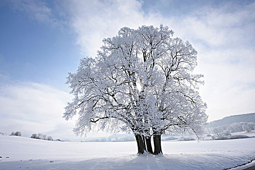 风景,冰冻,银,柠檬,椴树属,晴天,冬天,普拉蒂纳特,巴伐利亚,德国