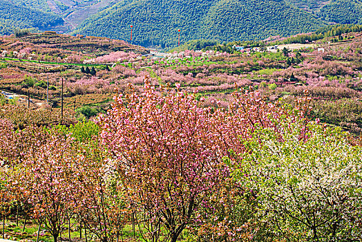 山野,樱花,烂漫