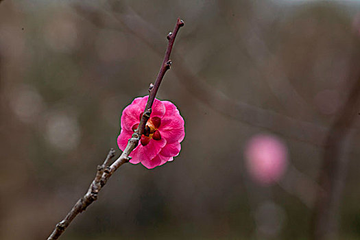 梅花,花朵,梅园,春天,报春