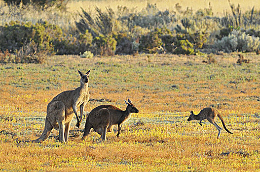 雌性,雄性,大灰袋鼠,灰袋鼠,国家公园,澳大利亚