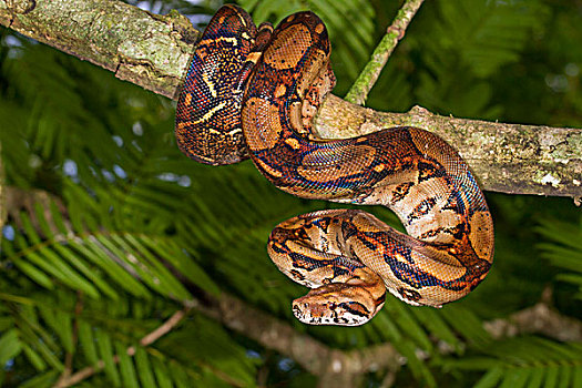 蟒蛇,大蟒蛇,悬挂,树,哥斯达黎加,北美