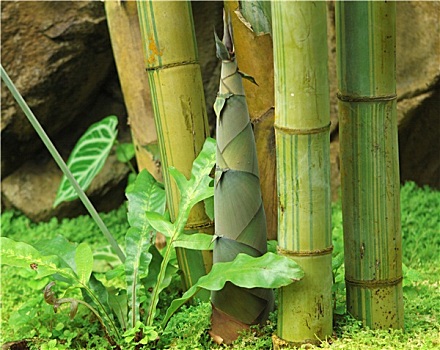 竹子,雨林
