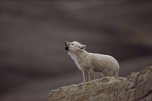 北极狼,狼,幼仔,叫喊,艾利斯摩尔岛,加拿大
