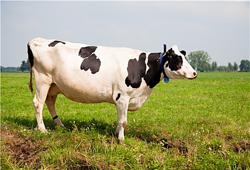 荷兰,母牛