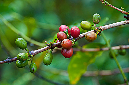 特写,咖啡豆,高地,巴布亚新几内亚
