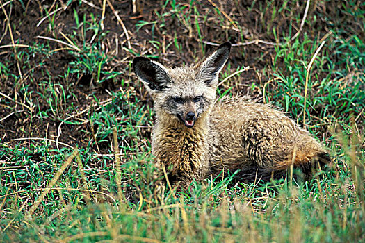 肯尼亚,马塞马拉野生动物保护区,大耳狐