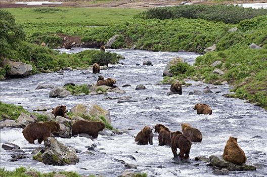 棕熊,群,觅食,三文鱼,孤单,五月,捕鱼,河,堪察加半岛,俄罗斯