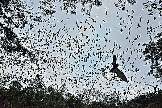 蝙蝠,离开,洞穴,进食,日落,卡拉克穆尔,生物保护区,坎佩切,墨西哥