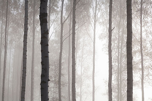 树林,树干,雾气,南方,芬兰