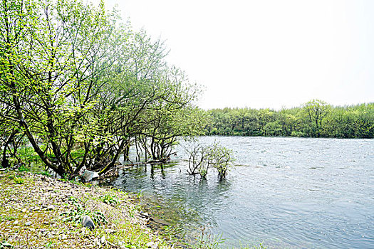 溪流,流水,河流,绿树