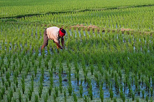 稻米,农民,工作,稻田,巴厘岛,印度尼西亚,亚洲
