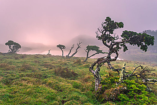 亚速尔群岛,桧属植物,树,云,靠近,攀升,皮库岛,葡萄牙