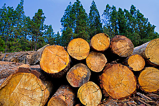 松树,木材业,特内里费岛