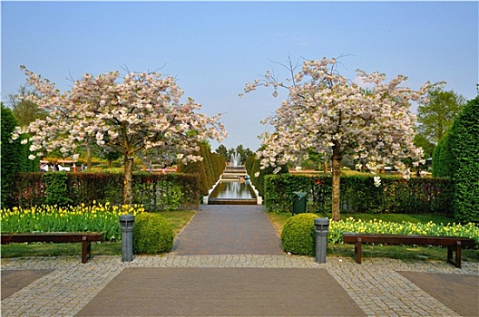 盛开,树,樱桃属,库肯霍夫公园,公园,荷兰