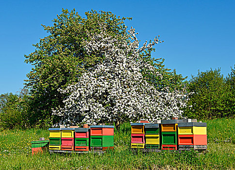 蜂巢,正面,盛开,果树,巴登符腾堡,德国,欧洲