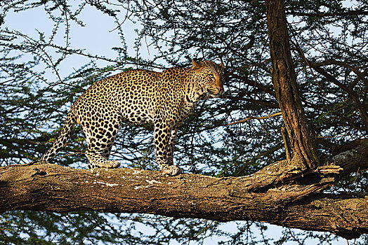 豹,雄性,刺槐,塞伦盖蒂国家公园,坦桑尼亚,非洲